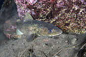 Atlantic cod (Gadus morhua), Flatanger, coastal commune in central Norway, north of the Trondheimfjord, North Atlantic Ocean.