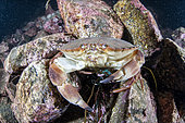 Edible crab, Cancer pagurus, Flatanger, coastal commune in central Norway, north of the Trondheimfjord, North Atlantic Ocean.