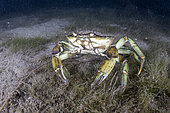 Portunid crab, Liocarcinus depurator, Stromsholmen, Vevang, Norway, Flatanger, coastal commune in central Norway, north of the Trondheimfjord, North Atlantic Ocean.