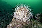 Sea urchin (Echinus acutus) Flatanger, coastal commune in central Norway, north of the Trondheimfjord, North Atlantic Ocean, Norway