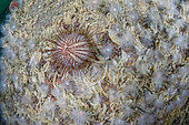 Sea urchin (Echinus acutus) on a wall of of sea anemone (Protanthea simplex). Flatanger, coastal commune in central Norway, north of the Trondheimfjord, North Atlantic Ocean, Norway