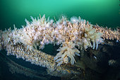 Sea squirts, (Ciona intestinalis) and (Protanthea simplex) is a species of sea anemone found in deep water. Flatanger, coastal commune in central Norway, north of the Trondheimfjord, North Atlantic Ocean. Norway