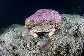 Edible crab, Cancer pagurus, Flatanger, coastal commune in central Norway, north of the Trondheimfjord, North Atlantic Ocean.Atlantic Ocean