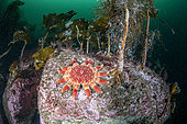 Common sunstar or Solaster (Crossaster papposus) in front of a kelp forest, Flatanger, coastal commune in central Norway, north of the Trondheimfjord, North Atlantic Ocean.Atlantic OceanNorway, Atlantic Ocean