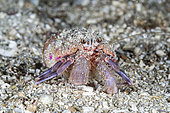 Hermit crab (Pagurus prideaux). Flatanger, coastal commune in central Norway, north of the Trondheimfjord, North Atlantic Ocean.