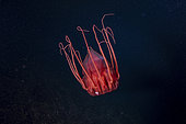 Helmet jellyfish (Periphylla periphylla) is a luminescent, red-colored jellyfish of the deep sea. Trondheimsfjord, Norway, Atlantic Ocean