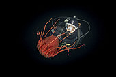 Scuba diver with Helmet jellyfish (Periphylla periphylla) is a luminescent, red-colored jellyfish of the deep sea. Trondheimsfjord, Norway, Atlantic Ocean
