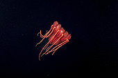 Helmet jellyfish (Periphylla periphylla) is a luminescent, red-colored jellyfish of the deep sea. Trondheimsfjord, Norway, Atlantic Ocean