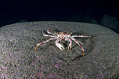 Northern stone crab (Lithodes maja). Trondheimsfjord, Norway, Atlantic Ocean