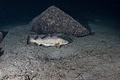 Atlantic cod (Gadus morhua), Flatanger, coastal commune in central Norway, north of the Trondheimfjord, North Atlantic Ocean.Atlantic Ocean