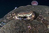 Edible crab, Cancer pagurus, Flatanger, coastal commune in central Norway, north of the Trondheimfjord, North Atlantic Ocean.Atlantic Ocean