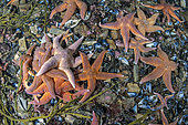 Starfish (Henricia sp.) feeding on mussels. Trondheimfjord, Norway, North Atlantic Ocean.