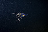 Deep sea jellyfish, (Leuckartiara sp), Trondheimfjord, Norway, North Atlantic Ocean.
