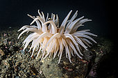 Couple of parrot shrimp (Spirontocaris spinus) in front of Arctic anemone (Bolocera tuediae) Trondheimfjord, Norway, North Atlantic Ocean.