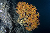 Fan coral (Paramuricea placomus) is a deep sea gorgonian that can be found at greater depths of up to 1600 meters. Trondheimsfjord, Norway, Atlantic Ocean