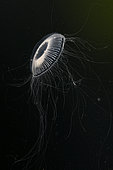 Crystal jellyfish (Aequorea victoria) is a bioluminescent hydrozoan jellyfish, or hydromedusa. Trondheimsfjord, Norway, Atlantic Ocean