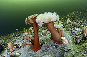 Plumose sea anemone (Metridium senile), Trondheimsfjord, Norway, Atlantic Ocean