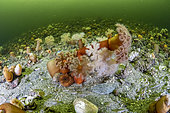 Plumose sea anemone (Metridium senile), Trondheimsfjord, Norway, Atlantic Ocean