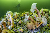 Scuba diver and Plumose sea anemone (Metridium senile), Trondheimsfjord, Norway, Atlantic Ocean