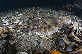 Witch flounder (Glyptocephalus cynoglossus) Flatanger, coastal commune in central Norway, north of the Trondheimfjord, North Atlantic Ocean.Atlantic Ocean