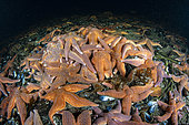 Several starfish (Henricia sp.) feeding on mussels. Trondheimfjord, Norway, North Atlantic Ocean.