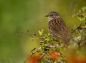 Dunnock (Prunella modularis) perched in a bush, England