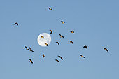 Vanneaux huppés (Vanellus vanellus) en vol devant la lune au lever du soleil, Angleterre