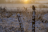 Little owl (Athena noctua) perched on a post covered snow, England