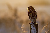 Little owl (Athena noctua) perched on a post covered snow, England