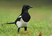 Magpie (Pica pica) looking for food, England