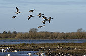 Graylag geese (Anser anser) in flight, England