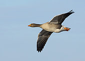 Graylag goose (Anser anser) in flight, England