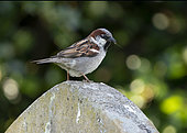 House sparrow (Passer domesticus) perched on a tombstone, England