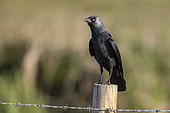 Jackdaw (Corvus monedula) perched on a fence post, England
