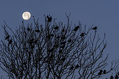 Choucas des tours (Corvus monedula) dans un arbre avec la lune en arrière-plan, Angleterre