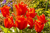 'Chaperon rouge’ Tulipa greigii singleflower