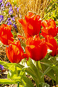 'Chaperon rouge’ Tulipa greigii singleflower