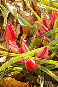 Little Beauty Wildflower Tulip