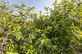 Tartarian Honeysuckle (Lonicera tatarica) in bloom