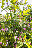 Tartarian Honeysuckle (Lonicera tatarica) in bloom