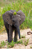 African bush elephant or African savanna elephant (Loxodonta africana) calf with a tuft of grass on its head. Mpumalanga. South Africa.