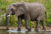 African bush elephant or African savanna elephant (Loxodonta africana) cow with calf drinking. Mpumalanga. South Africa.