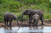 African bush elephant or African savanna elephant (Loxodonta africana) cow with calf drinking. Mpumalanga. South Africa.
