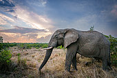 Eléphant de savane (Loxodonta africana) mâle avec de belles formations nuageuses en arrière-plan. Mpumalanga. Afrique du Sud.