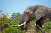 African bush elephant or African savanna elephant (Loxodonta africana) feeding. Mpumalanga. South Africa.
