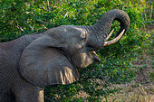 African bush elephant or African savanna elephant (Loxodonta africana) feeding. Mpumalanga. South Africa.
