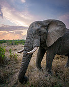Eléphant de savane (Loxodonta africana) mâle avec de belles formations nuageuses en arrière-plan. Mpumalanga. Afrique du Sud.
