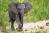 African bush elephant or African savanna elephant (Loxodonta africana) calf with a tuft of grass on its head. Mpumalanga. South Africa.