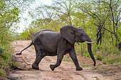 African bush elephant or African savanna elephant (Loxodonta africana) crossing a bush track. Mpumalanga. South Africa.