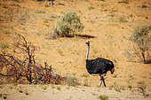 African Ostrich (Struthio camelus) in Kgalagadi transfrontier park, South Africa